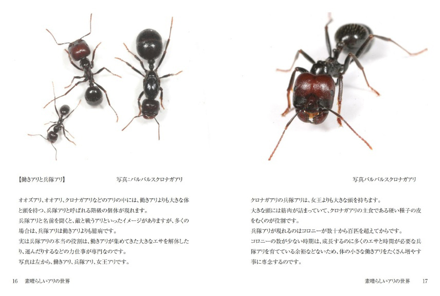 昆虫標本 未展脚標本 アフリカ産 タルサトゥスフトハリアリ 悪臭アリ