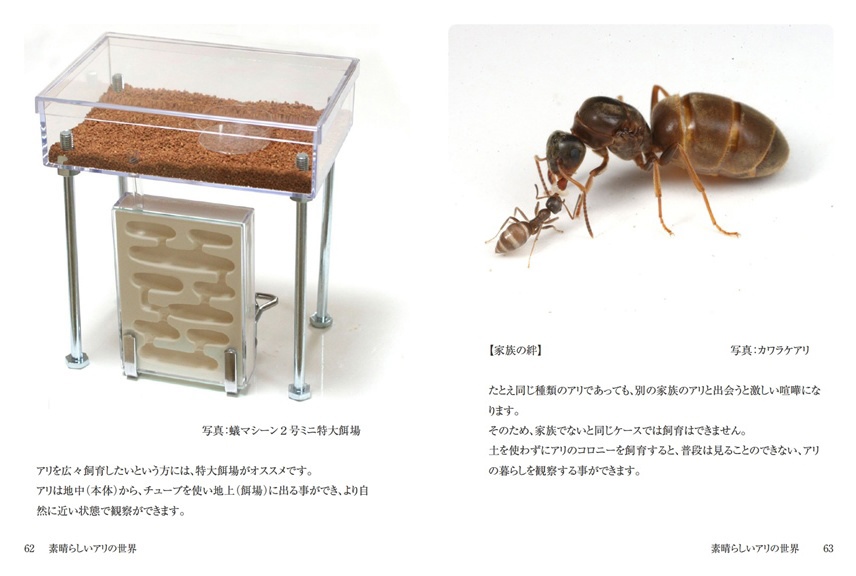 サービス蟻マシーン2号ミニ アントルーム AntRoom 蟻育成 新品 未使用 虫類用品