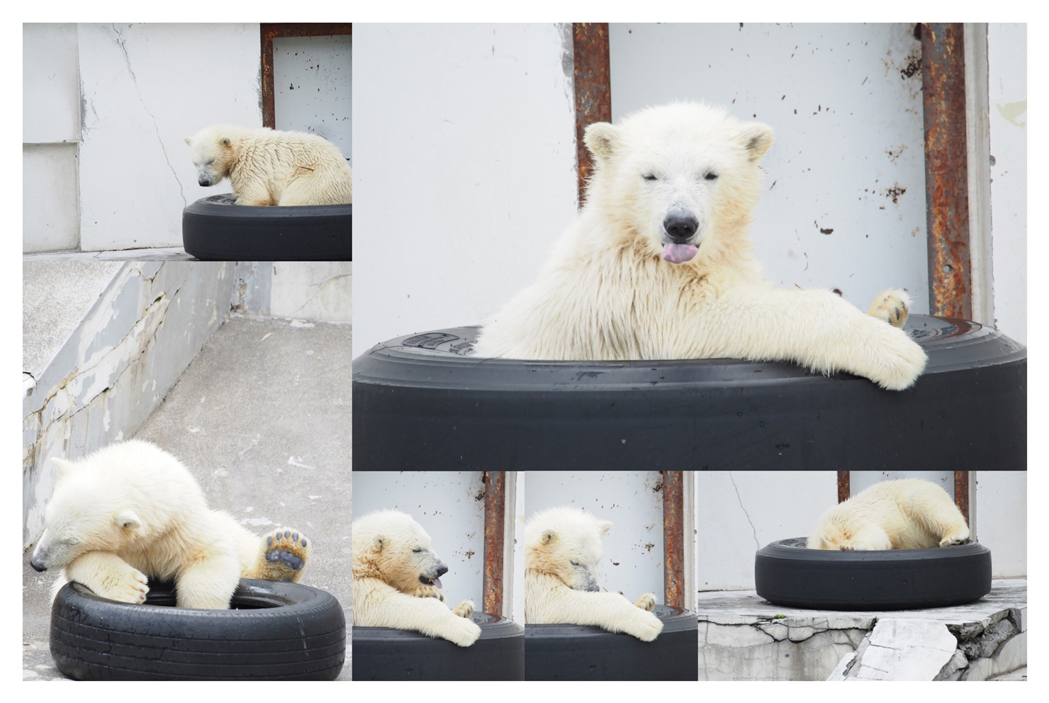 わたあめの作品 「シロクマとシロクマ」 | フォトブック・フォト（写真