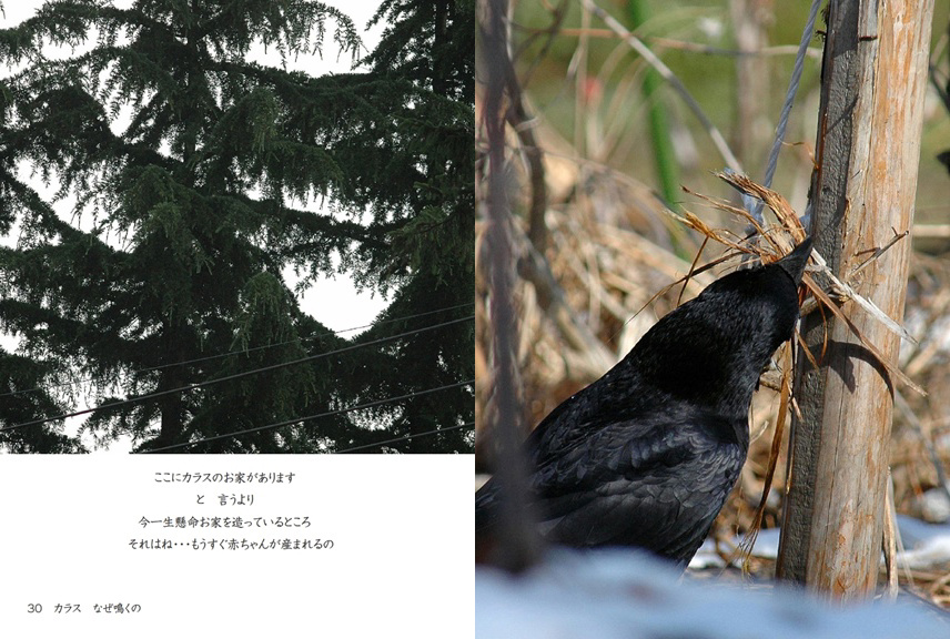 kuropuukoの作品 「カラス なぜ鳴くの」 | フォトブック・フォト（写真