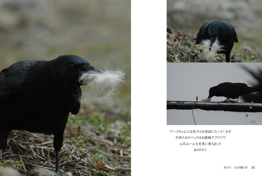 kuropuukoの作品 「カラス なぜ鳴くの」 | フォトブック・フォト（写真