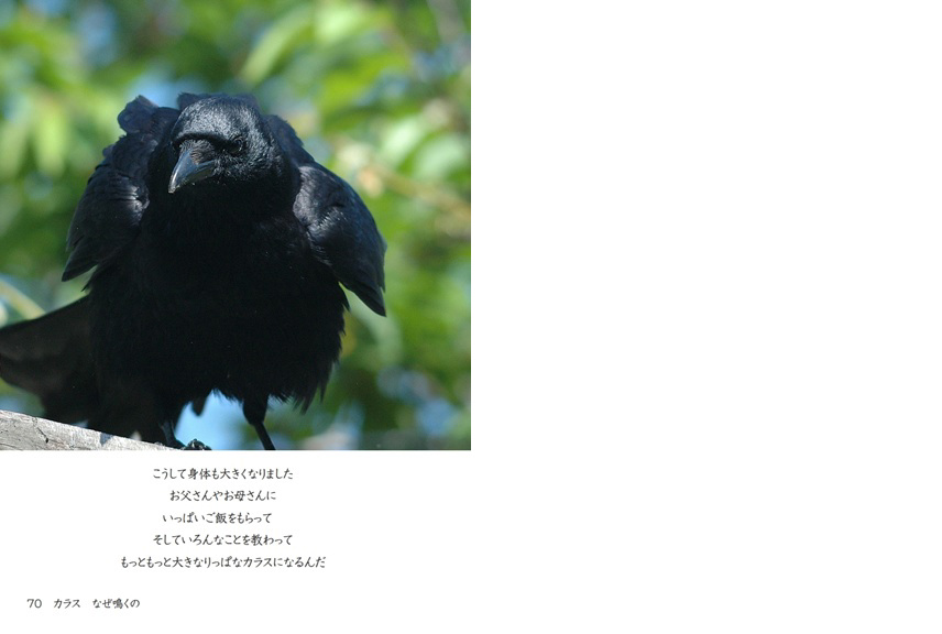 kuropuukoの作品 「カラス なぜ鳴くの」 | フォトブック・フォト（写真