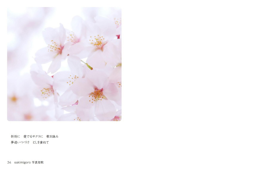 真作/矢島清風/梅花に鴬図/布袋屋掛軸HH-954 - メルカリ