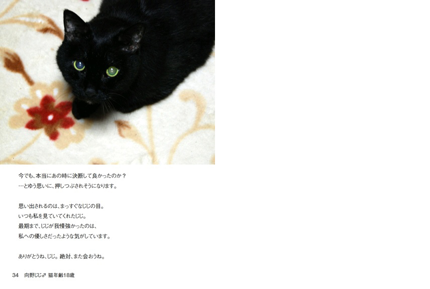 向野桜の作品 「向野じじ♂ 猫年齢18歳」 | フォトブック