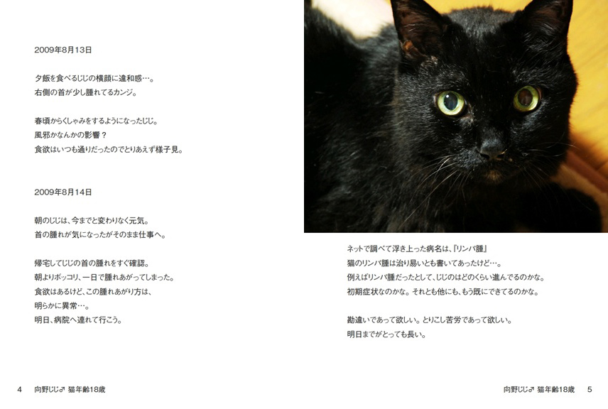 向野桜の作品 「向野じじ♂ 猫年齢18歳」 | フォトブック・フォト