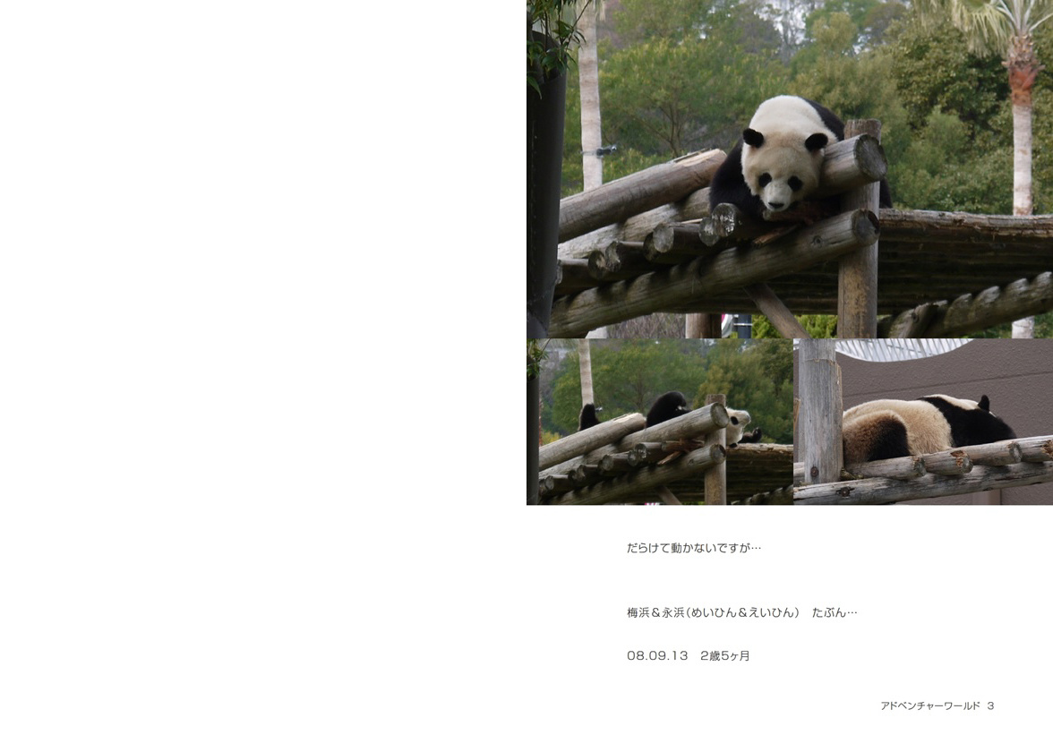 【非売品】アドベンチャーワールド　双子パンダ DVD 写真 A4フレーム レア 1027912100.jpg?1601254479