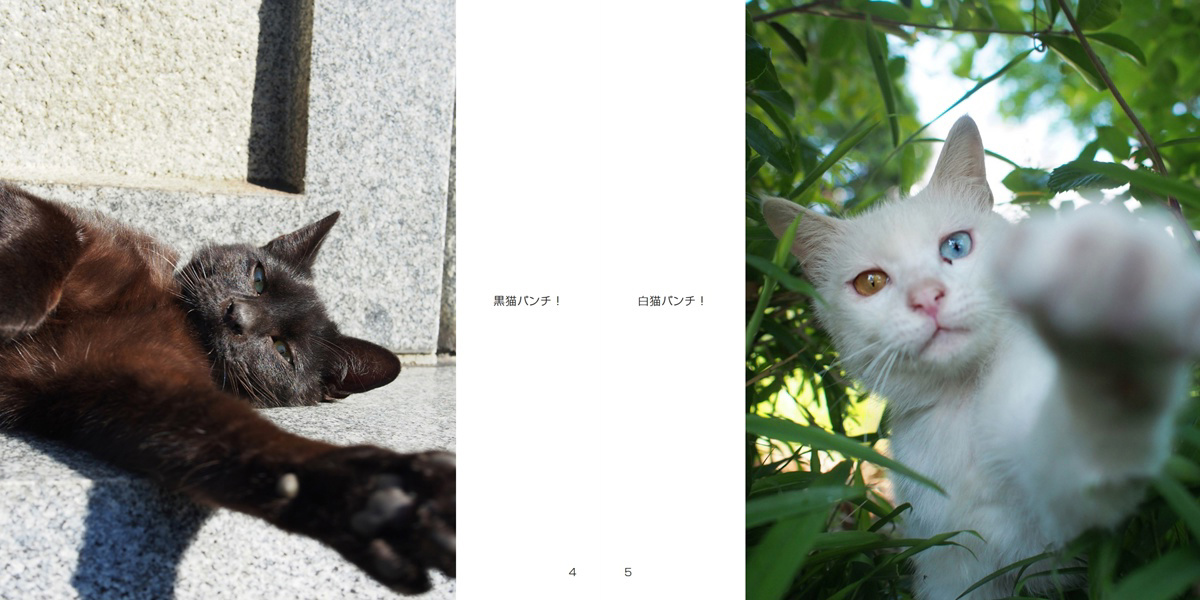 montandcat( 通勤ネコ)の作品 「ぱんちネコ猫ねこパンチ」 | フォト