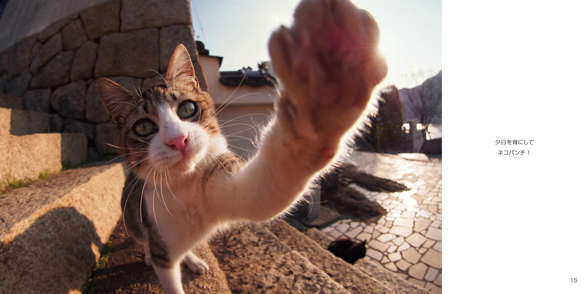 montandcat( 通勤ネコ)の作品 「ぱんちネコ猫ねこパンチ」 | フォト