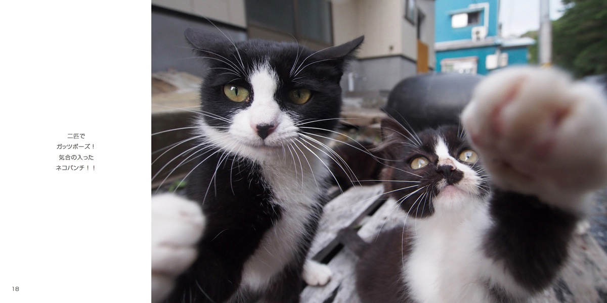 montandcat( 通勤ネコ)の作品 「ぱんちネコ猫ねこパンチ」 | フォト