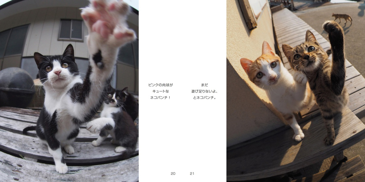 montandcat( 通勤ネコ)の作品 「ぱんちネコ猫ねこパンチ」 | フォト