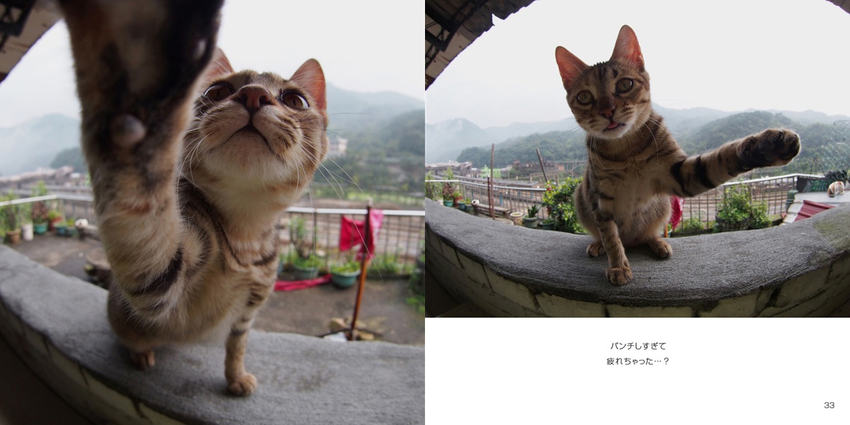 montandcat( 通勤ネコ)の作品 「ぱんちネコ猫ねこパンチ」 | フォト