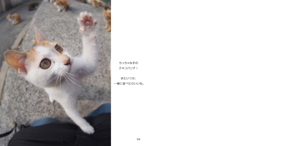 montandcat( 通勤ネコ)の作品 「ぱんちネコ猫ねこパンチ」 | フォト