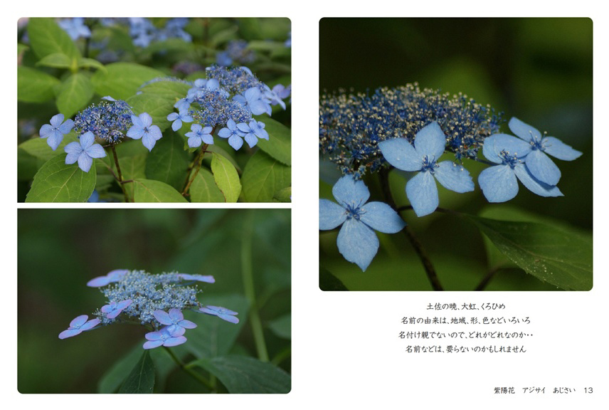 あじさい　956045 オプションお写真2枚目掲載 Parkの作品 「紫陽花 アジサイ あじさい」 | フォトブック・フォト