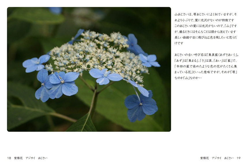Parkの作品 「紫陽花 アジサイ あじさい」 | フォトブック・フォト