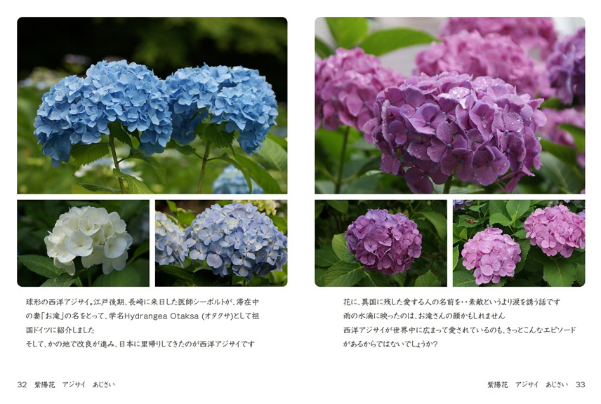 Parkの作品 「紫陽花 アジサイ あじさい」 | フォトブック・フォト