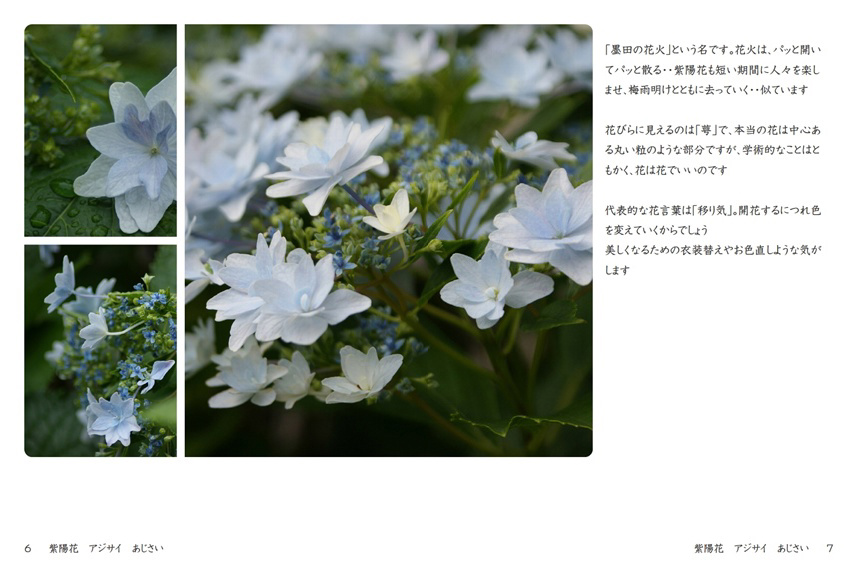 Parkの作品 「紫陽花 アジサイ あじさい」 | フォトブック・フォト