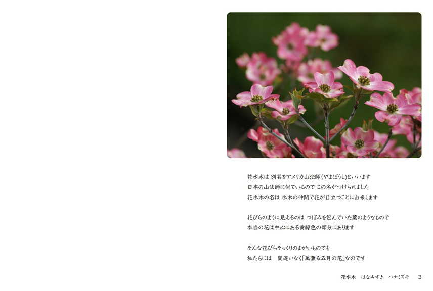 Parkの作品 「花水木 はなみずき ハナミズキ」 | フォトブック・フォト