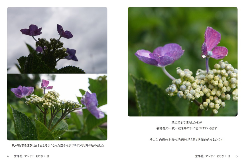 Parkの作品 「紫陽花 アジサイ あじさい Ⅱ」 | フォトブック・フォト