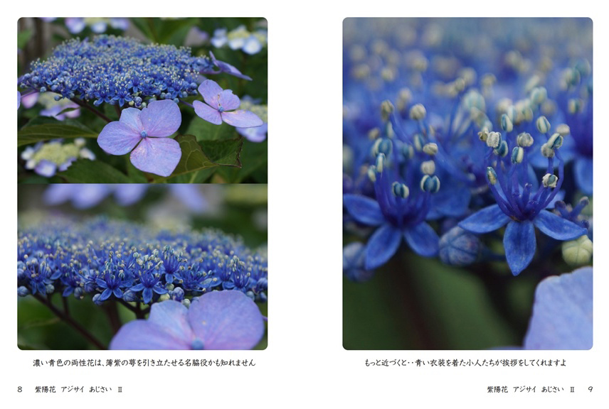Parkの作品 「紫陽花 アジサイ あじさい Ⅱ」 | フォトブック・フォト