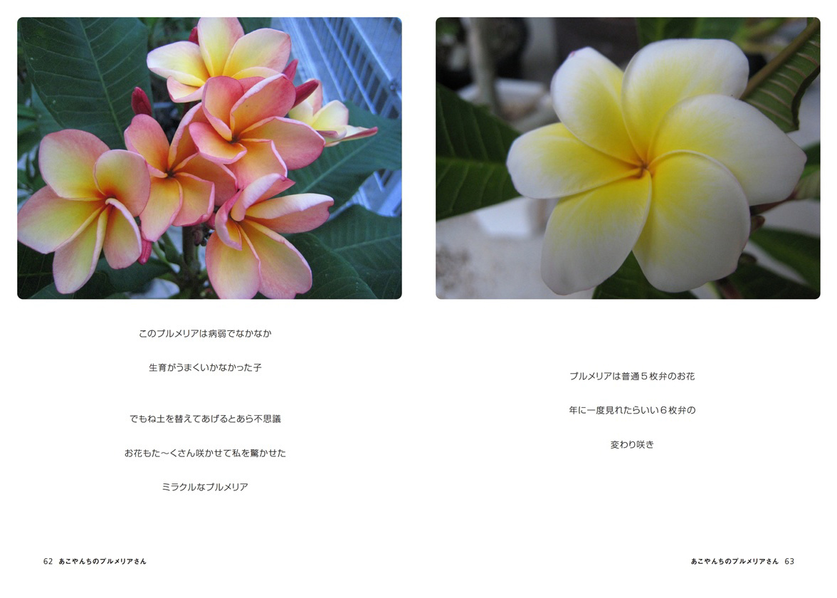 プルメリア i＊＊さま 確認用 確認 プルメリア 【公式通販】