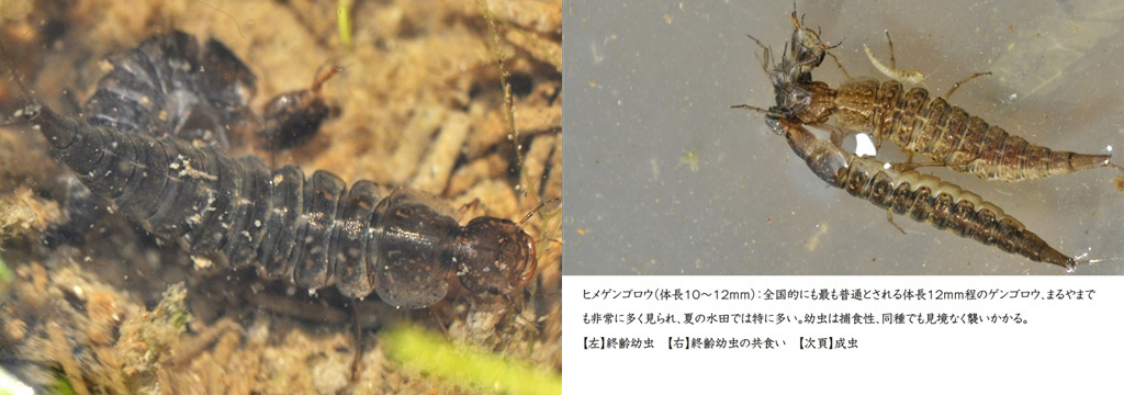 げんの作品 「まるやまの水生昆虫（改訂版）」 | フォトブック