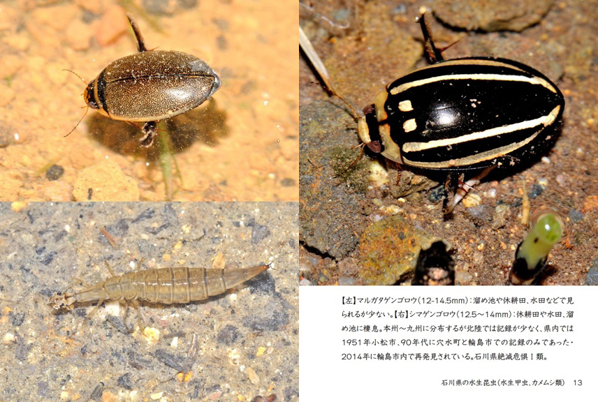 げんの作品 「石川県の水生昆虫（水生甲虫、カメムシ類）」 | フォト