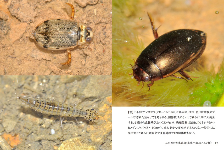 げんの作品 「石川県の水生昆虫（水生甲虫、カメムシ類