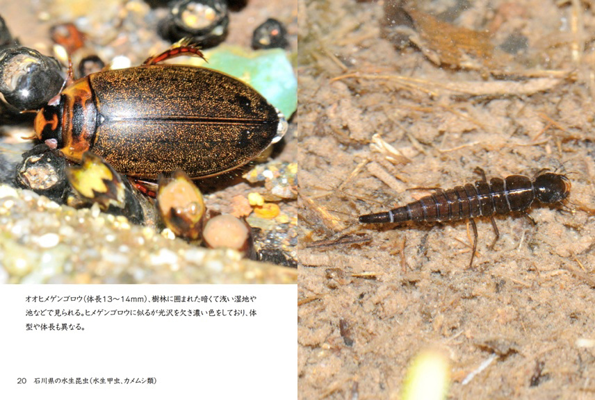 げんの作品 「石川県の水生昆虫（水生甲虫、カメムシ類