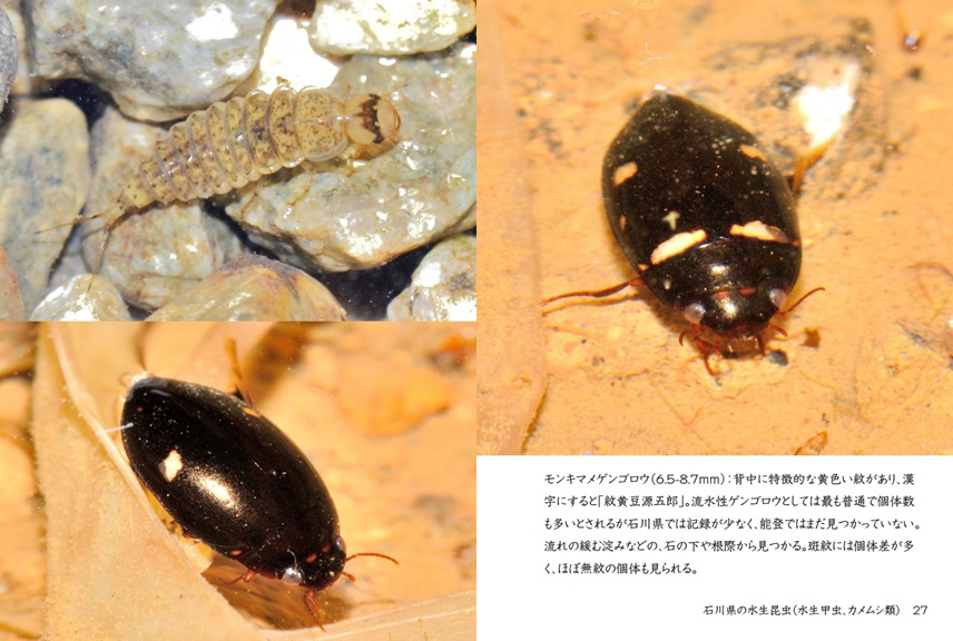 げんの作品 「石川県の水生昆虫（水生甲虫、カメムシ類