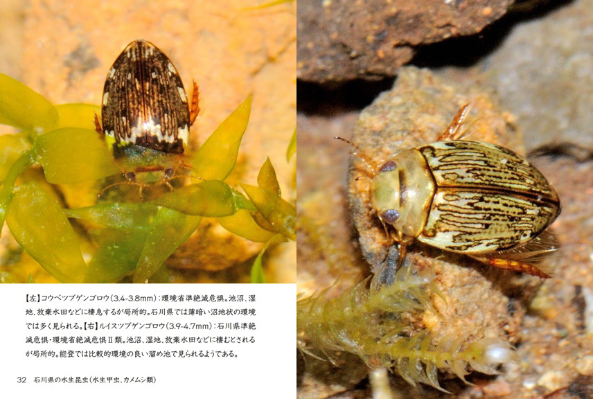 げんの作品 「石川県の水生昆虫（水生甲虫、カメムシ類）」 | フォト