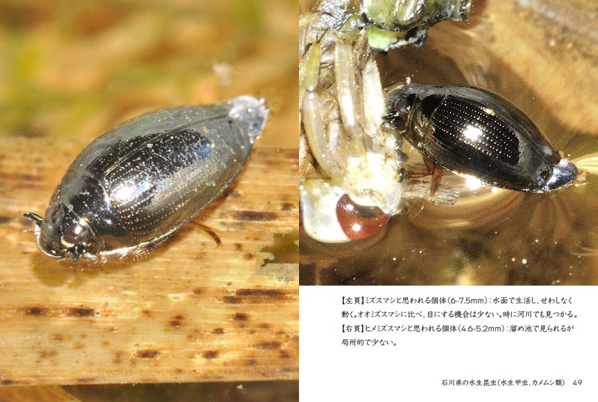 げんの作品 「石川県の水生昆虫（水生甲虫、カメムシ類