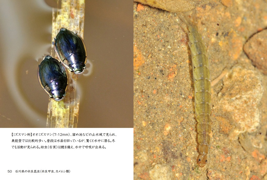 げんの作品 「石川県の水生昆虫（水生甲虫、カメムシ類