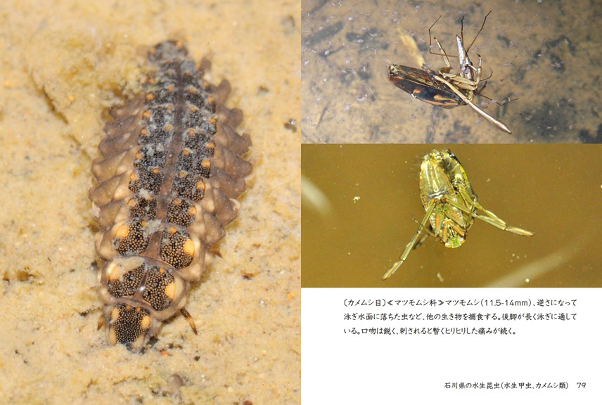 水生甲虫  水甲虫 水棲昆虫