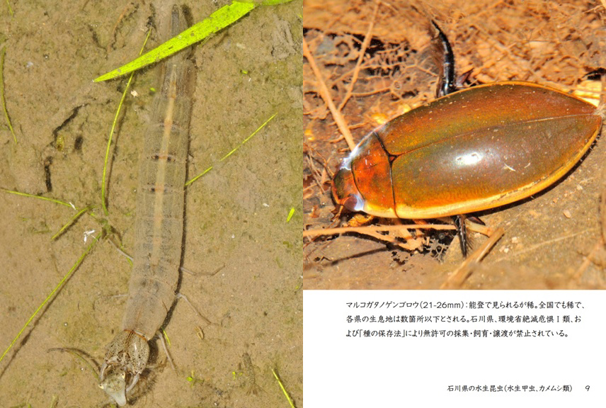 げんの作品 「石川県の水生昆虫（水生甲虫、カメムシ類）」 | フォト
