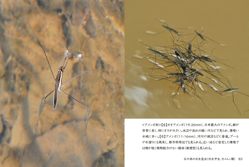 水生甲虫  水甲虫 論文（水生昆虫） - オイカワ丸の湿地帯中毒