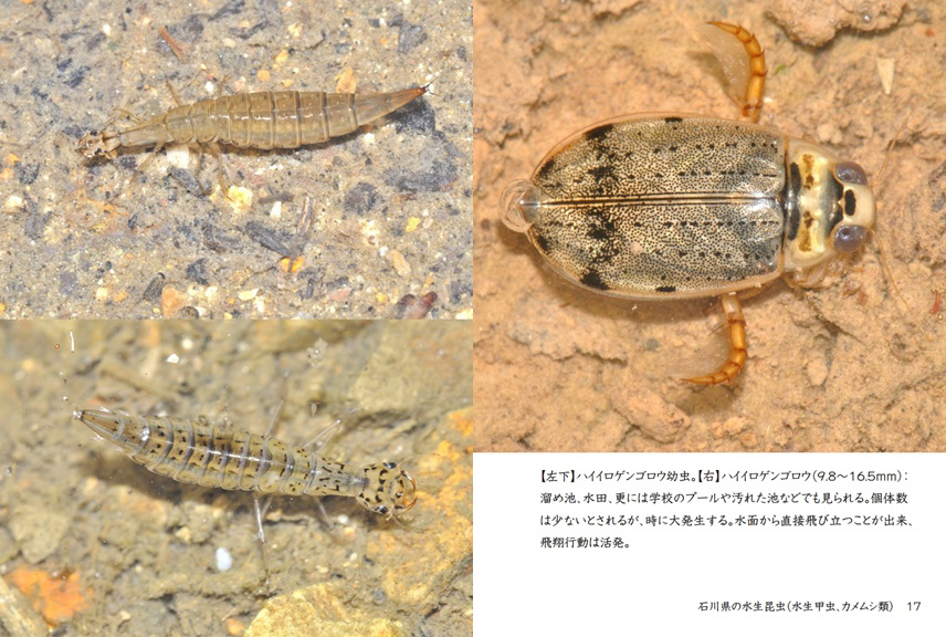 げんの作品 「石川県の水生昆虫（水生甲虫、カメムシ類）」 | フォト