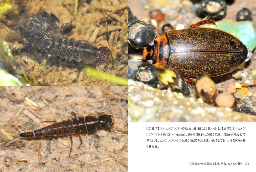 げんの作品 「石川県の水生昆虫（水生甲虫、カメムシ類）」 | フォト