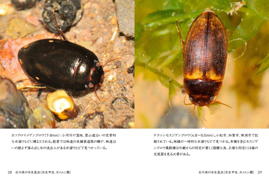 げんの作品 「石川県の水生昆虫（水生甲虫、カメムシ類）」 | フォト