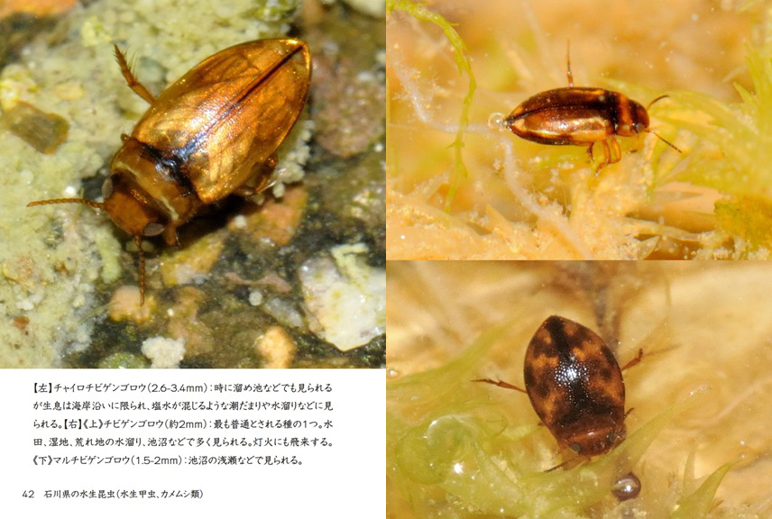 げんの作品 「石川県の水生昆虫（水生甲虫、カメムシ類）」 | フォト