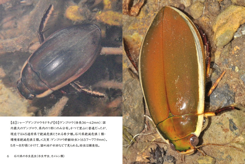 げんの作品 「石川県の水生昆虫（水生甲虫、カメムシ類）」 | フォト