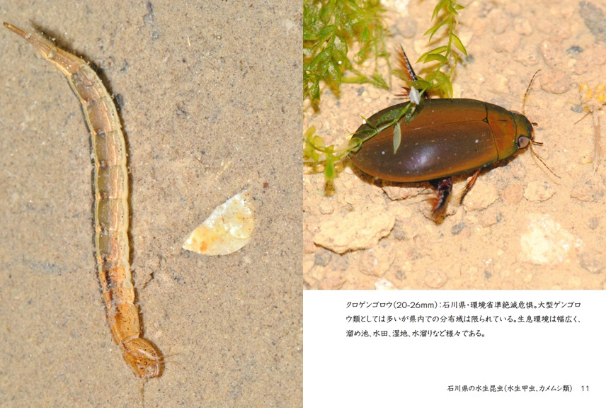 げんの作品 「石川県の水生昆虫（水生甲虫、カメムシ類）」 | フォト