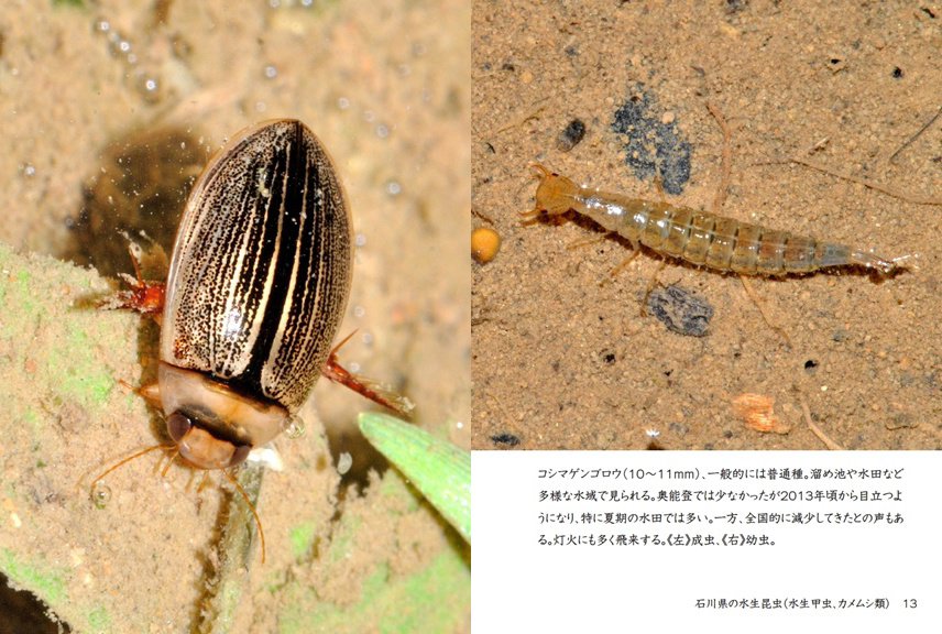 げんの作品 「石川県の水生昆虫（水生甲虫、カメムシ類）」 | フォト