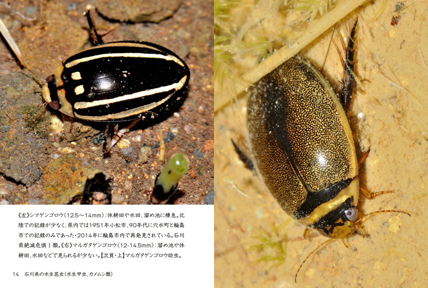 げんの作品 「石川県の水生昆虫（水生甲虫、カメムシ類