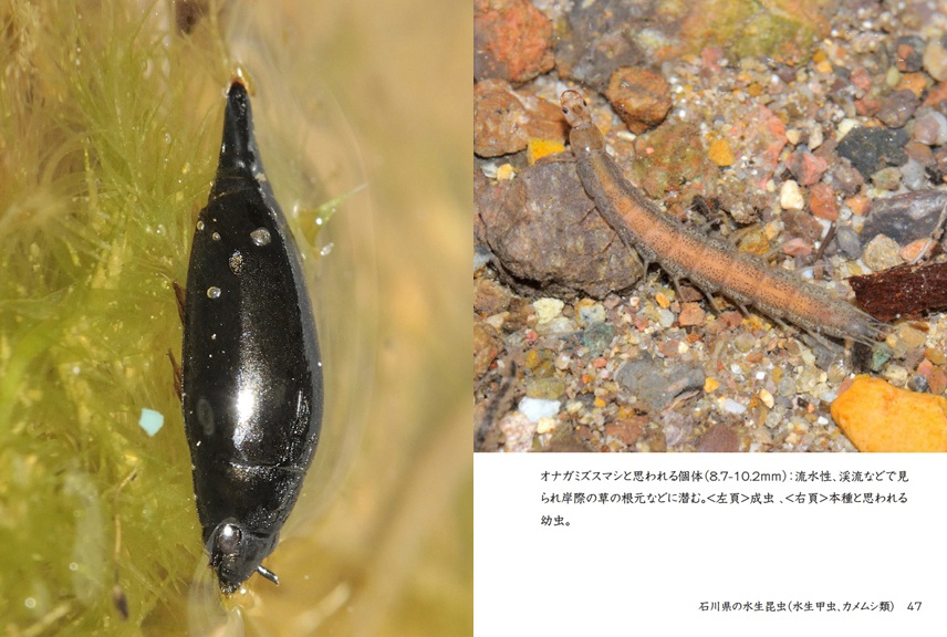 げんの作品 「石川県の水生昆虫（水生甲虫、カメムシ類）」 | フォト