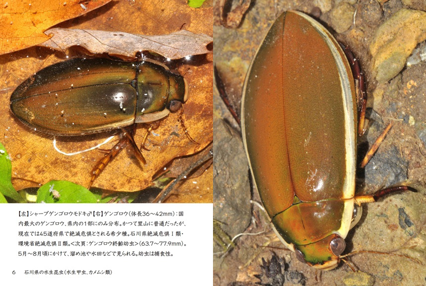 げんの作品 「石川県の水生昆虫（水生甲虫、カメムシ類