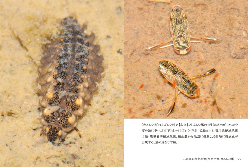 げんの作品 「石川県の水生昆虫（水生甲虫、カメムシ類）」 | フォト