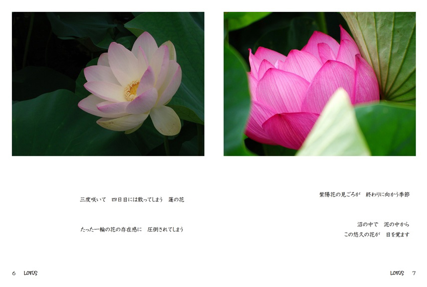 東風終（岩峰啓一）作品『蓮の花／Lotus flower』 東風終（岩峰啓一）作品『蓮の花／Lotus flower』 東風終（岩峰啓一）