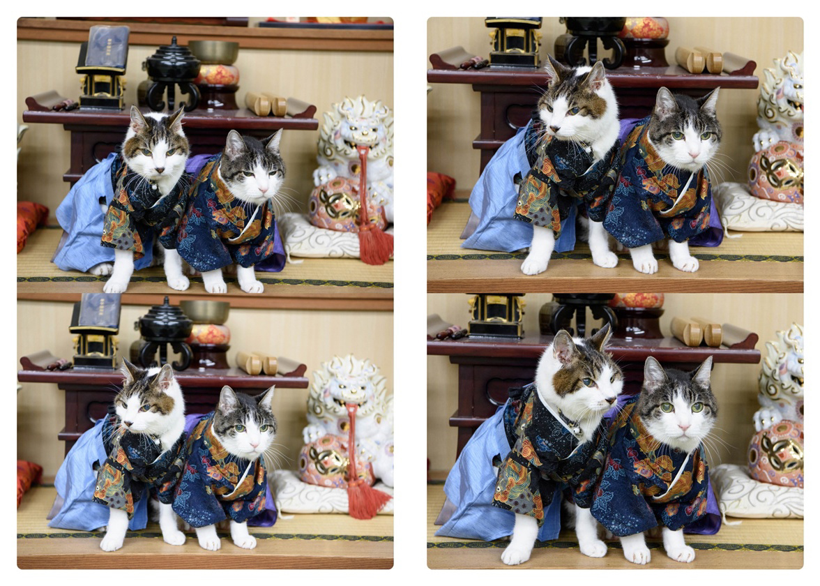 横浜のあほう鳥の作品 「村山家 タカ＆トラ 成猫式」 | フォト