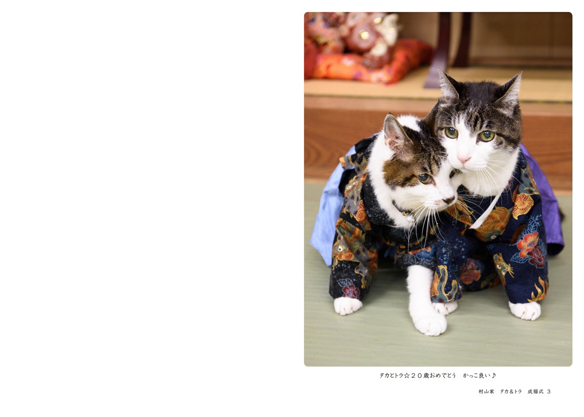 横浜のあほう鳥の作品 「村山家 タカ＆トラ 成猫式」 | フォト