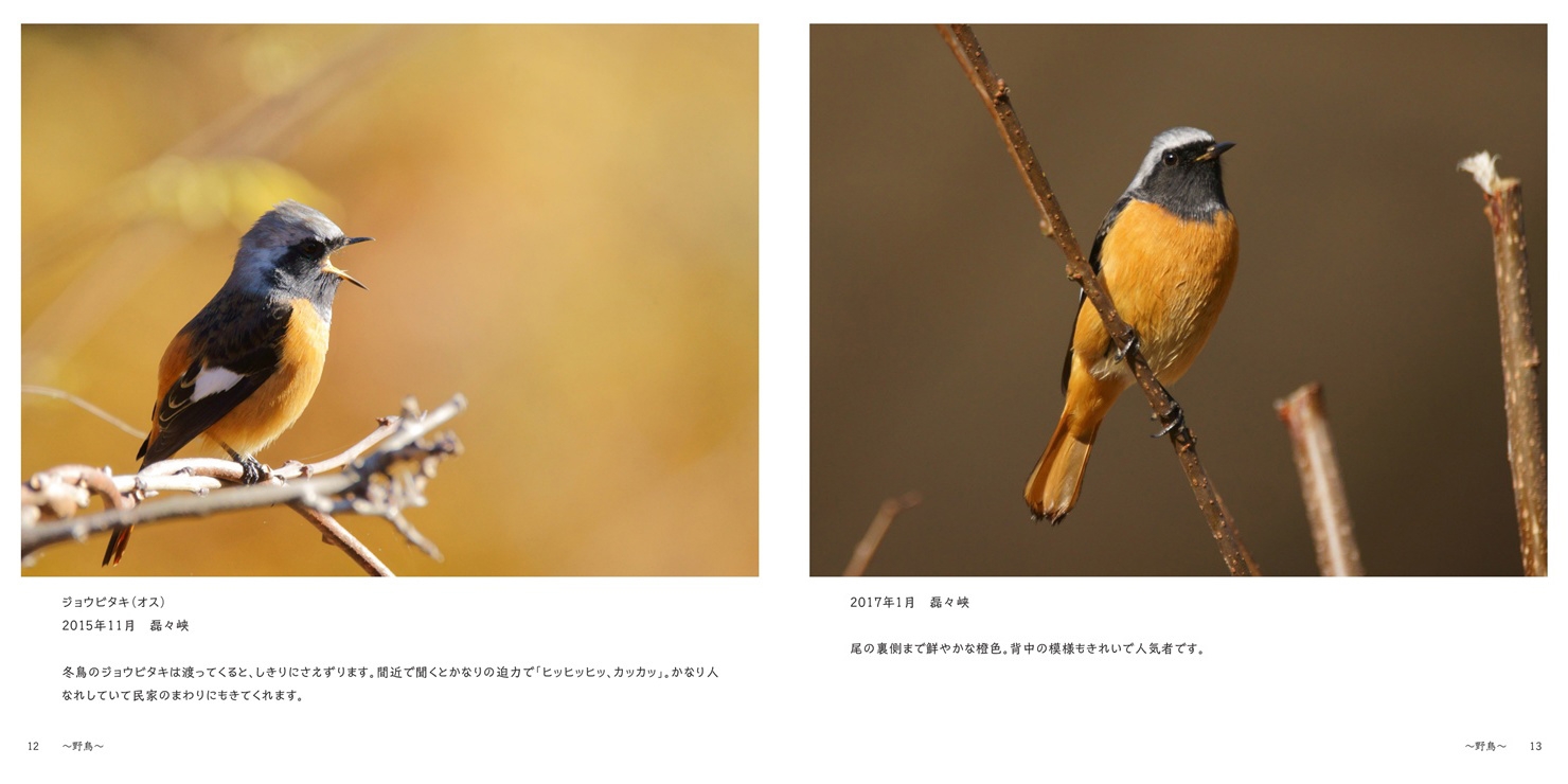 日本の鳥　写真集 日本で最初の鳥類生態写真集』 - 日本野鳥の会東京